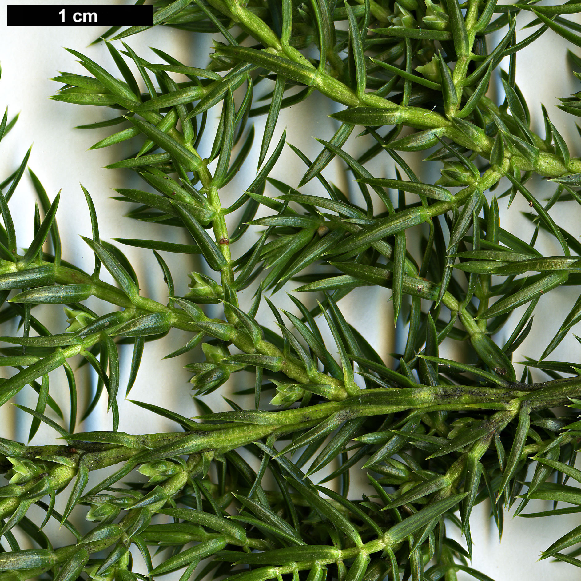 High resolution image: Family: Cupressaceae - Genus: Juniperus - Taxon: squamata - SpeciesSub: var. fargesii